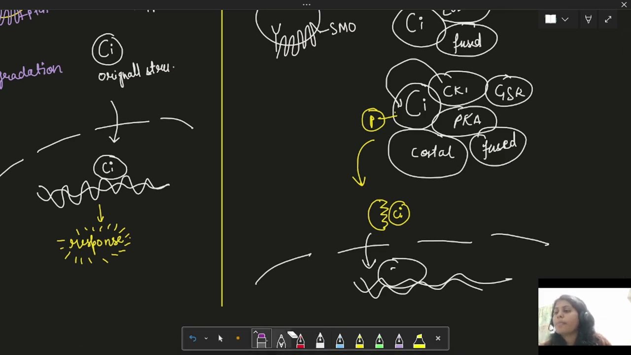 Hedgehog Signaling Pathway | Developmental Biology Quick Revision |  The Easiest Explanation