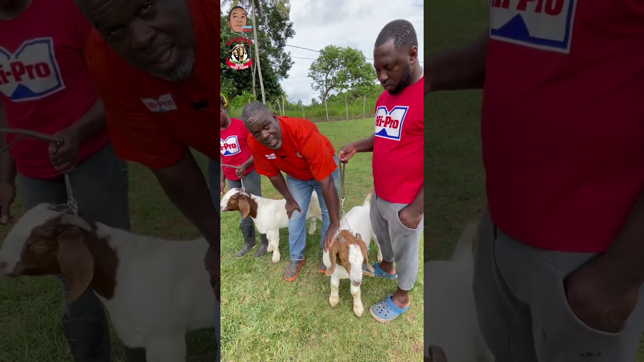 Breeding Goat Is An Art 