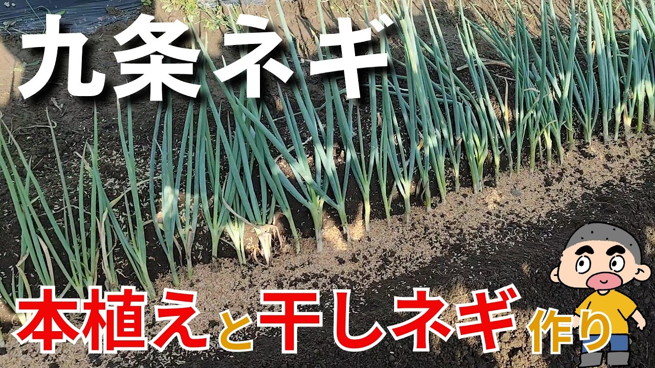 【九条ネギ】ネギの植え方を実演します、いよいよ本植えシーズンです／夏の暑さに負けずに頑張って作業してみた－Vol.241（2024.07.25）