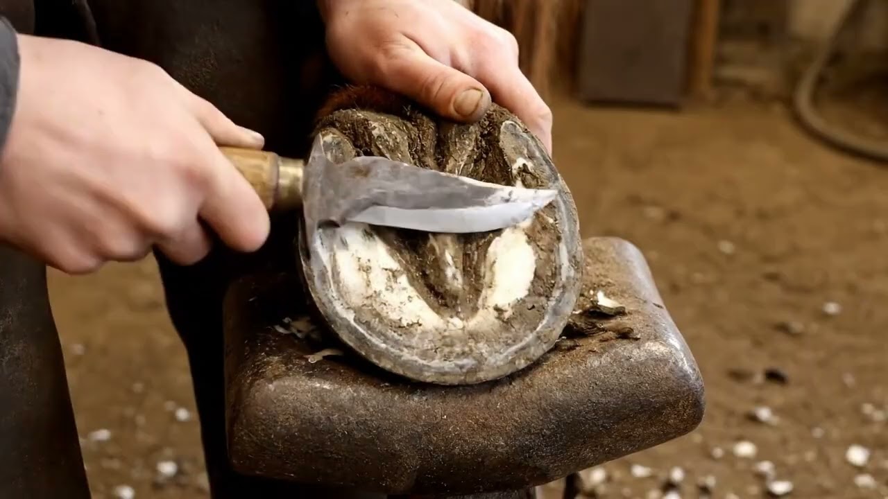 ☀️ Arena footing tips in winter 🌻 #EquineHealth #HorseGrooming