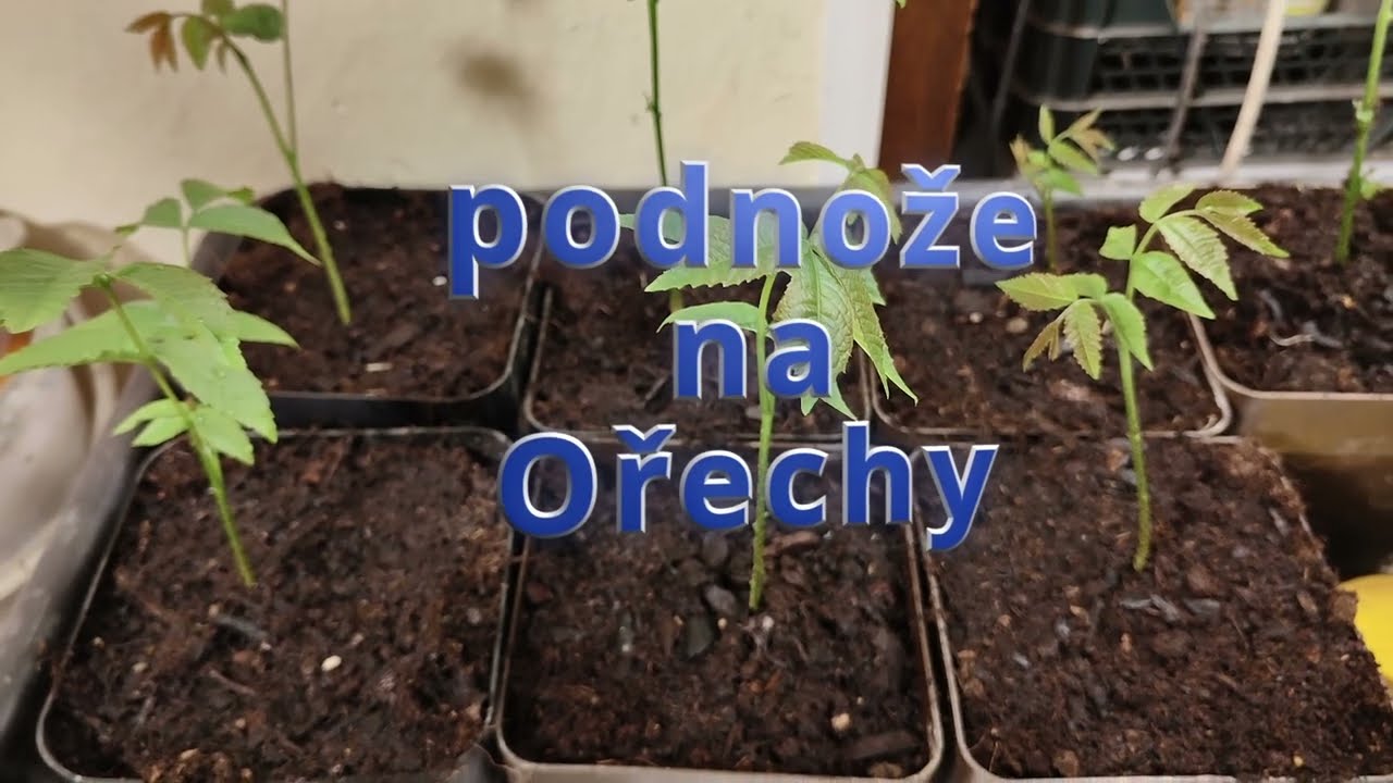 Ořechy 🌳 Podnože vla&scaron;&aacute;ků: Množen&iacute;, RŮST a v&yacute;sledek! Pokračov&aacute;n&iacute; 2026! #ořechy