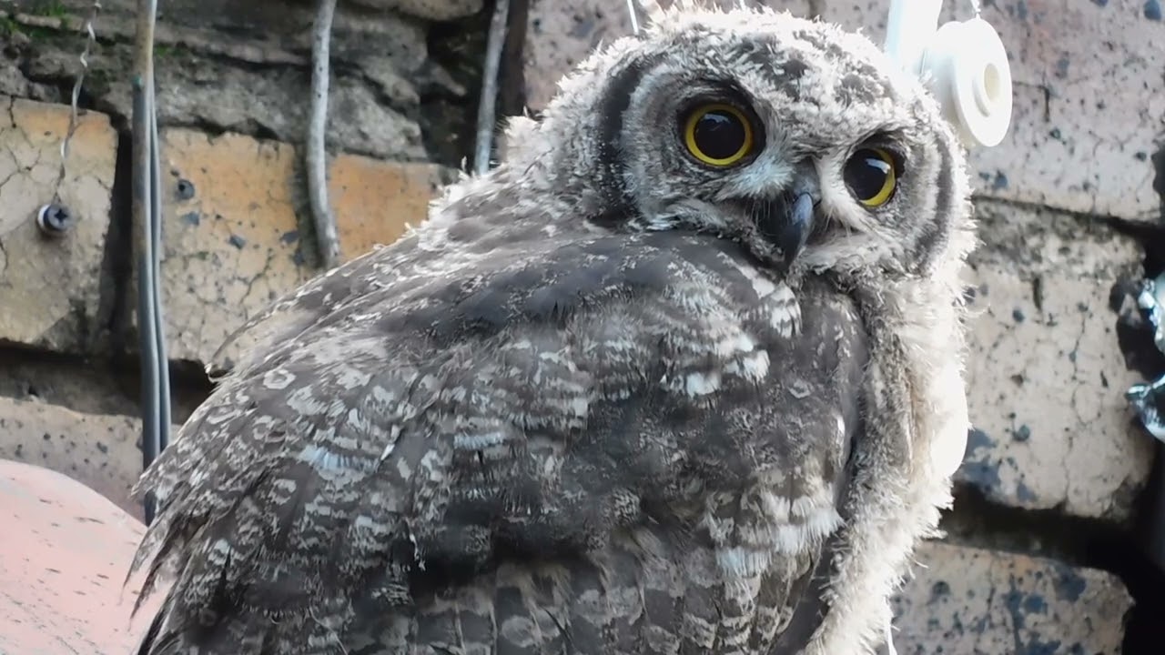 Look How He’s Grown Feather Structure & Quiet Observation on the Garden Roof