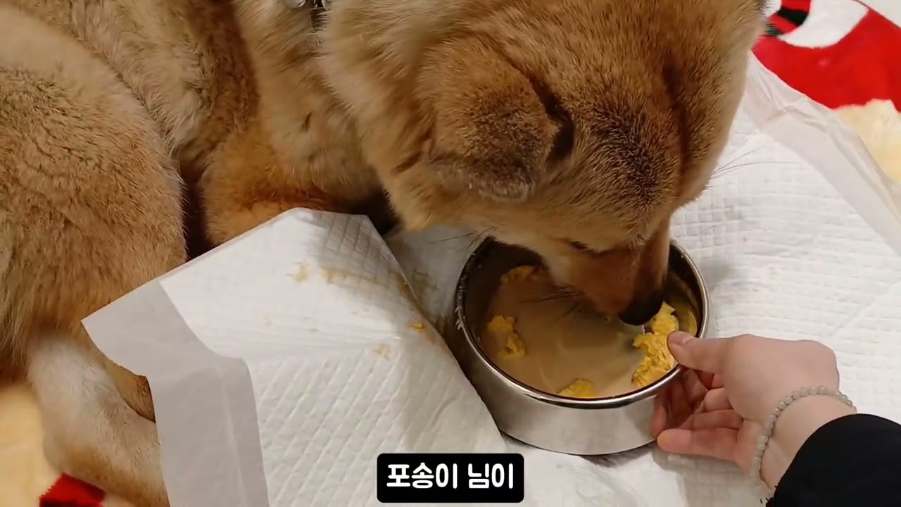 여우의 놀라운 변화에 입양에 대한 희망을 보았어요