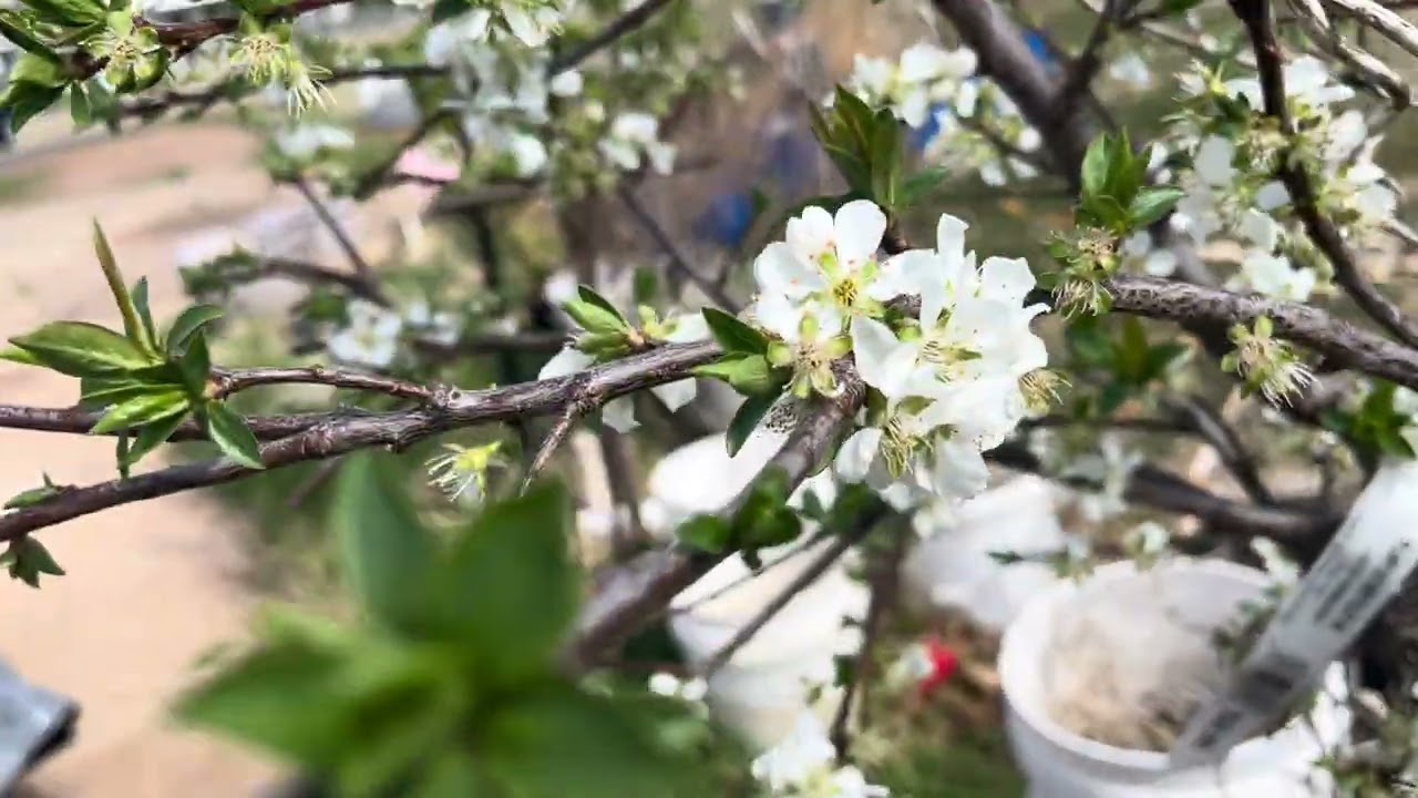 Mi árbol de ciruela en maceta ya está dando flores 