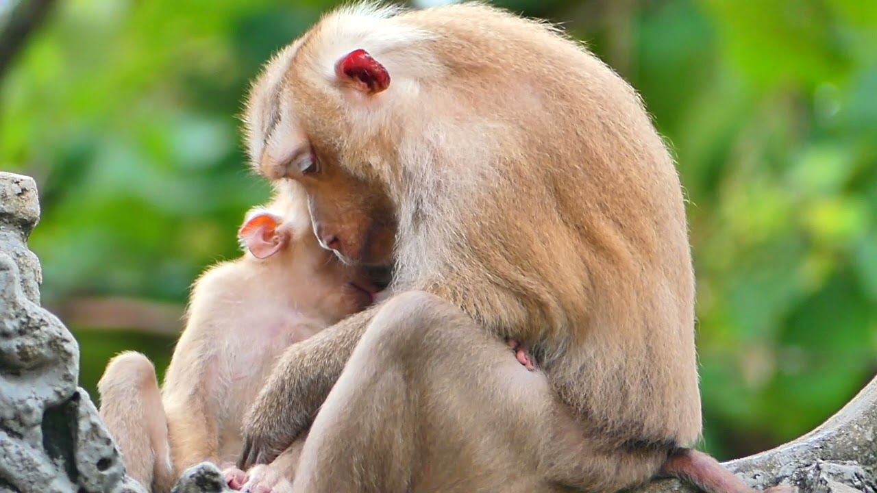 Mother Monkey Rozy grooming her child Monkey Rockstar she really takes care of him so lovely