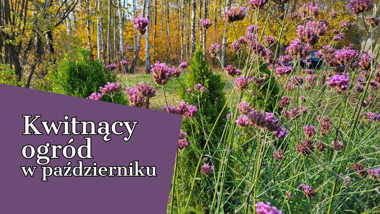 ЦВЕТУЩИЙ САД 🍁 В КОНЦЕ ОКТЯБРЯ 🍁 Уборка клумб
