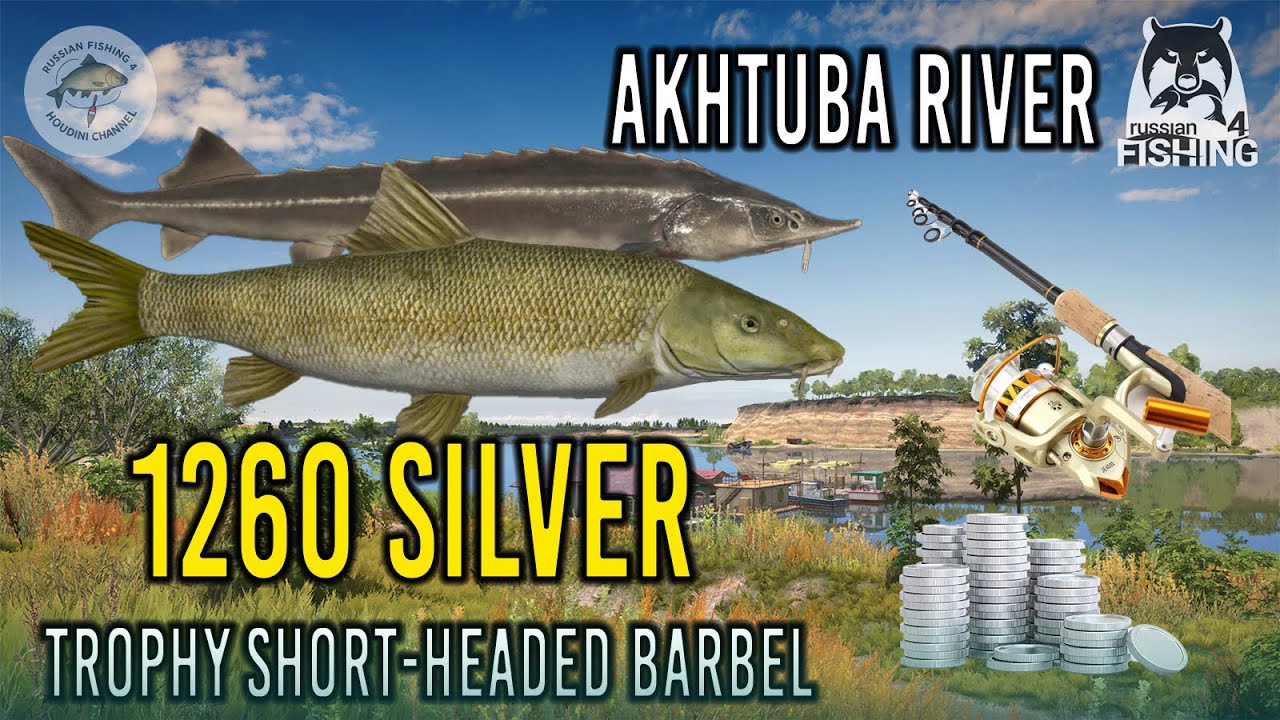 📌Mastering the Art of Catching Trophy Short-Headed Barbel in Russian Fishing 4 | Akhtuba River Guide