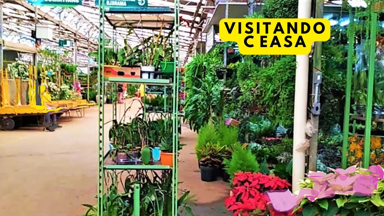 Ceasa Campinas. Produtores de #plantas #garden #suculentas