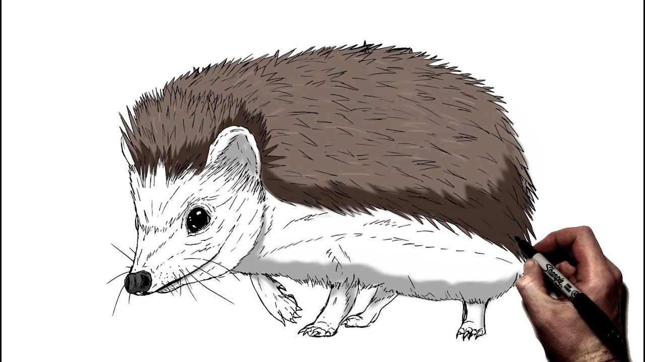 How To Draw A Hedgehog | Step By Step |