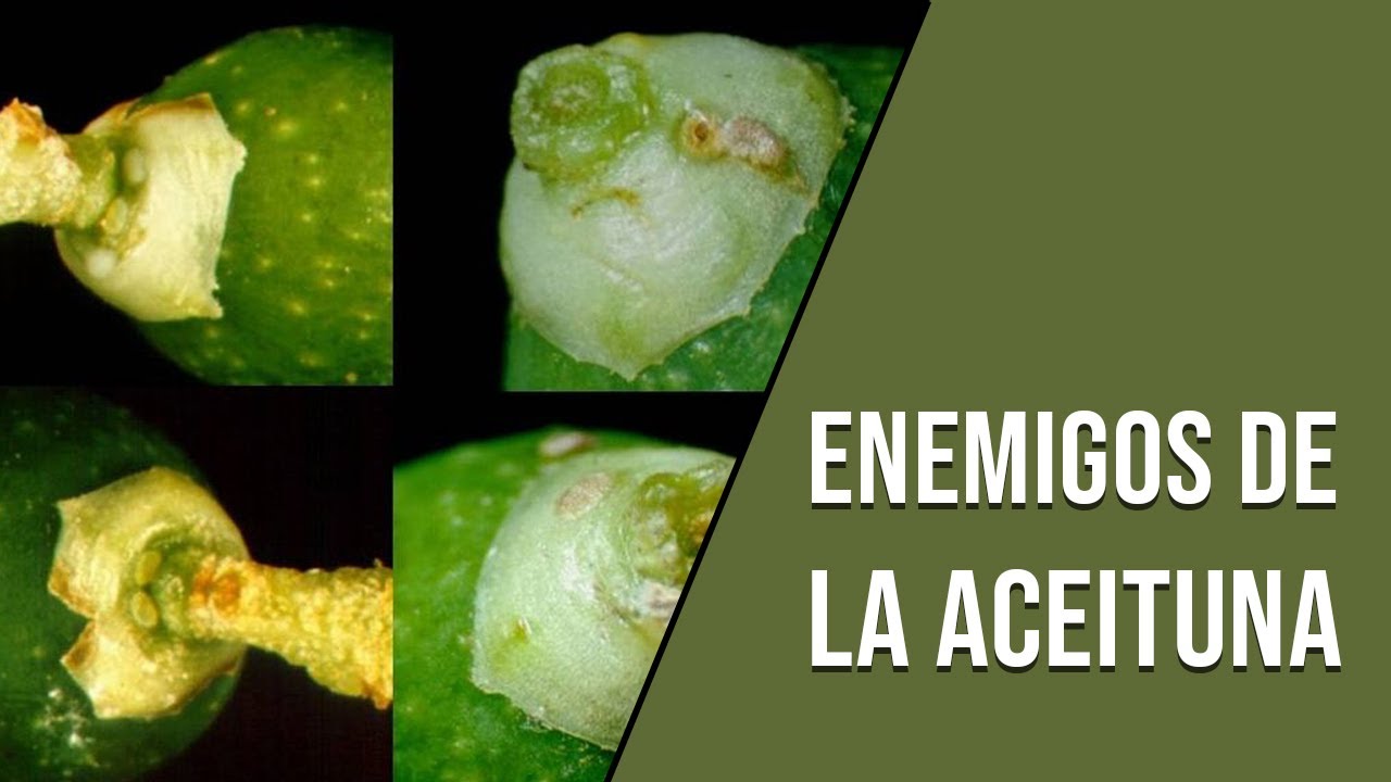 ENEMIGOS DE LA ACEITUNA