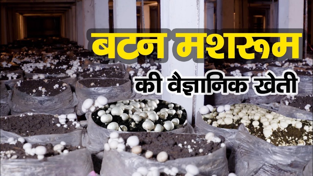 Scientific Cultivation of Button Mushroom || बटन मशरूम की वैज्ञानिक खेती