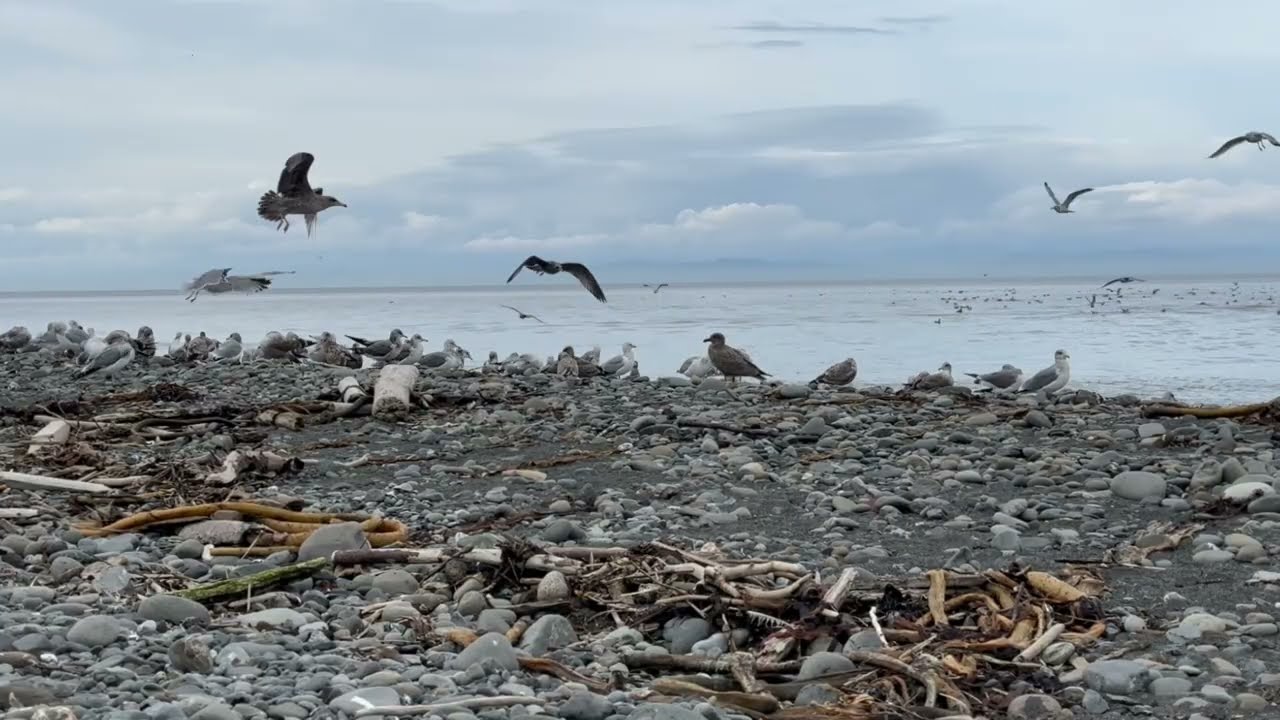 HD Video:  Gulls in the Elwah River Estuary, Strait of Juan de Fuca