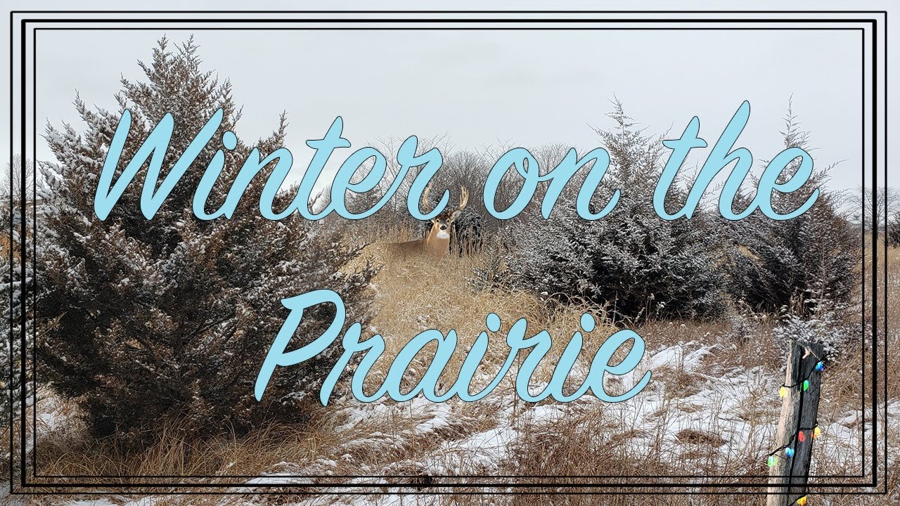 Winter on the Prairie | Snowy Outdoor Ambience