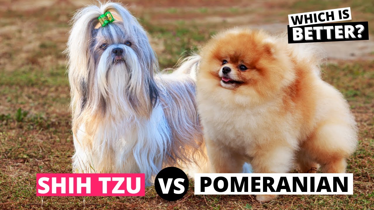 Shih tzu vs Pomeranian: Which is Better for You?