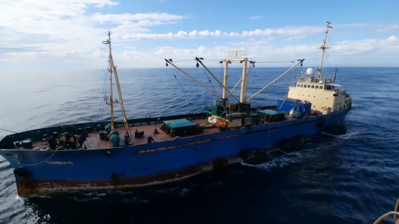 Охотское море т/р Сивуч т/р Ургулл Июнь 2023