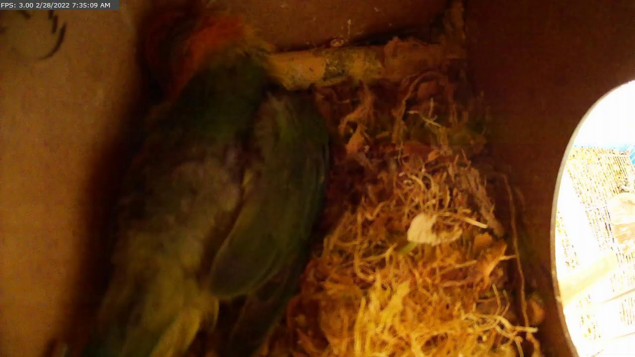 Lovebirds nest