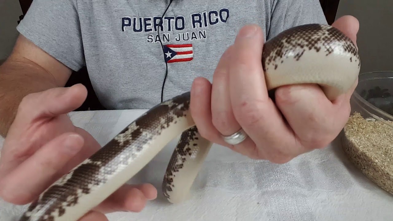 Kenyan Sand Boa collection