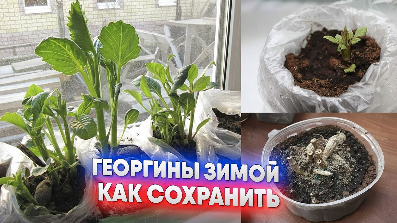 Георгины зимой  - как сохранить