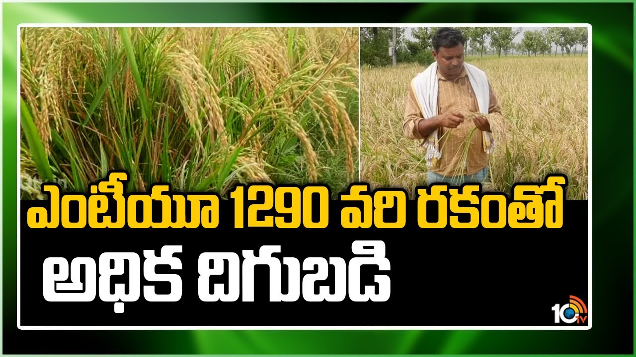 ఎంటీయూ 1290 వ‌రి ర‌కంతో.. అధిక దిగుబడి: Huge Profits With MTU 1290 Paddy Variety | 10TV News