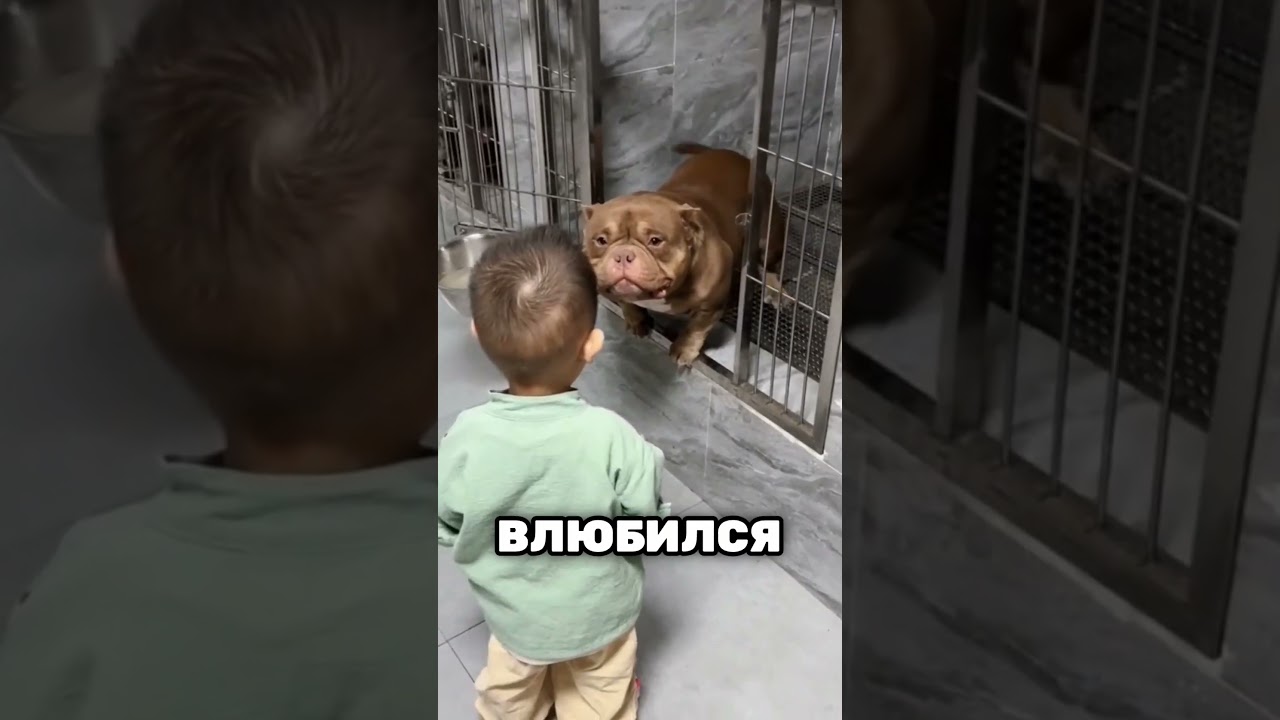 Никто не хотел усыновить этого питбуля, но это произошло 😲❤️