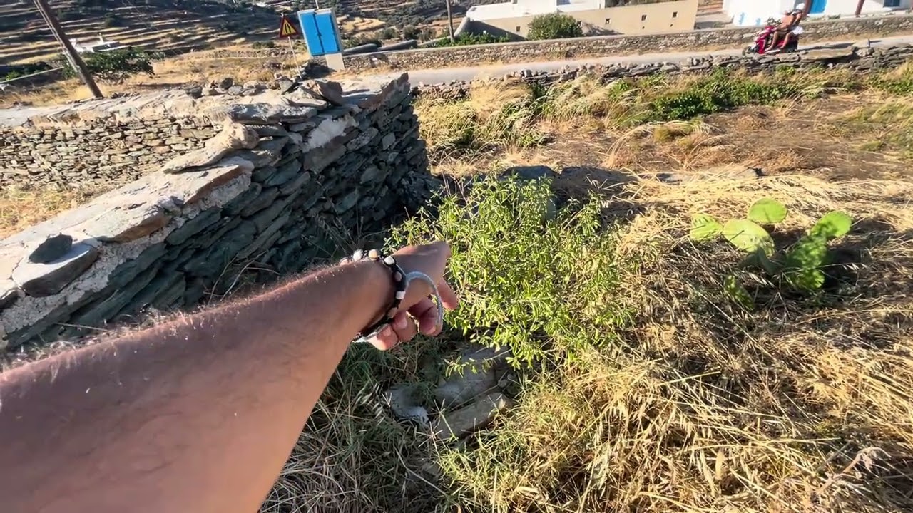 Food Forest Greece mid summer update