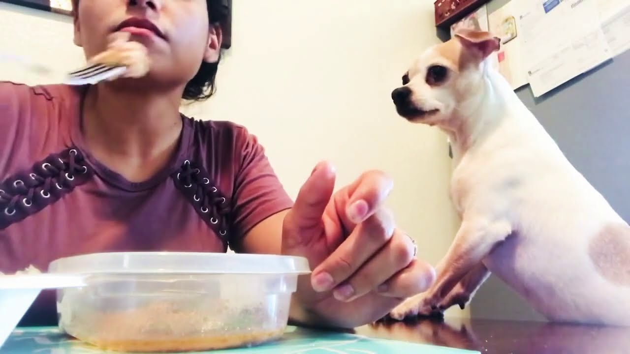 ASMR-en espa&ntilde;ol/my dog asks for food/ mi perro me pide comida
