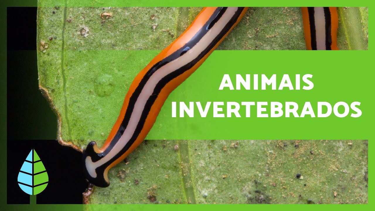 ANIMAIS INVERTEBRADOS 🐙🐛 (Caracter&iacute;sticas, Classifica&ccedil;&atilde;o e Exemplos)