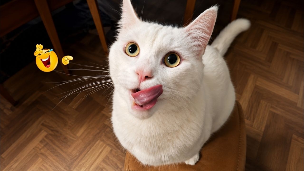Best Cat Videos 🐈 | The Funniest Cat Moments You Need to See Today 🤣😹