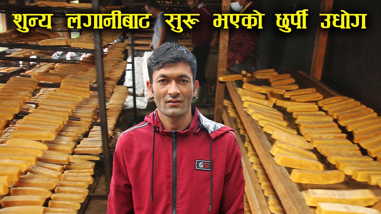 शुन्य लगानीबाट सुरु भएको छुर्पी उधोग,जहाँको उत्पादन आज अमेरिका पुग्छ ! Chhurpi industry