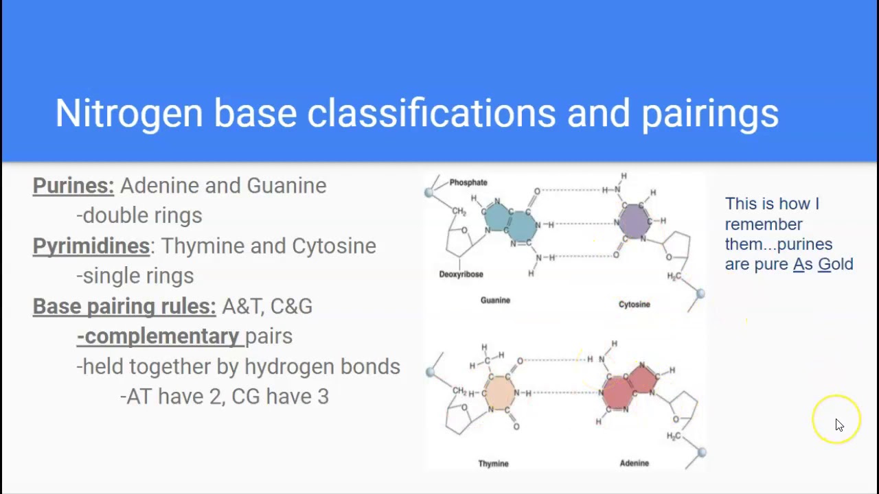 Nucleic Acids: Structure, Function, Discovery