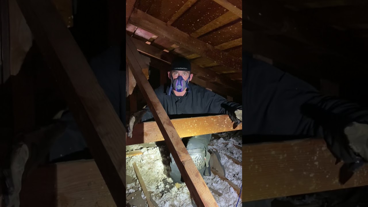 Rodent Removal & Exclusion Attic Services | Los Angeles County Rat Control