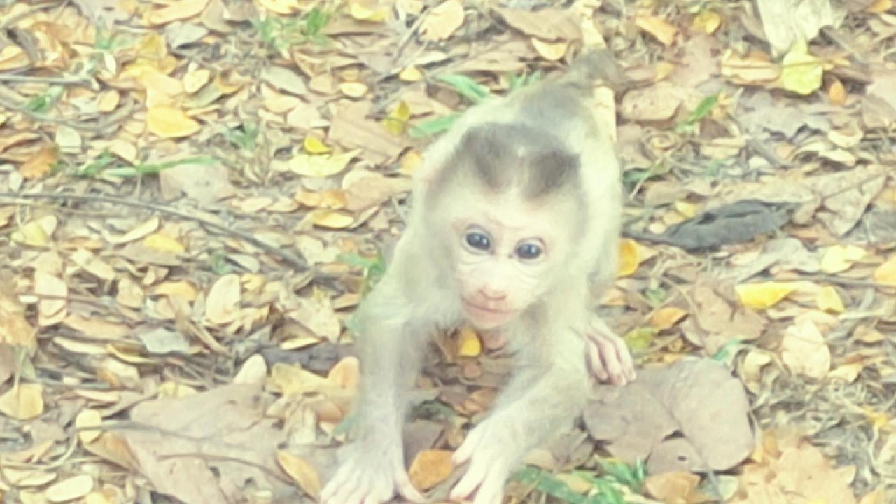 Adorable Baby Monkey in Angkor Area, #1235.