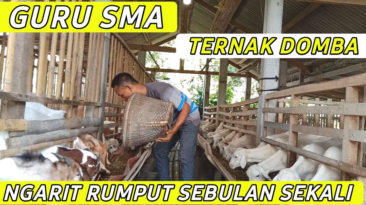 Guru SMA Sukses Ternak Domba dengan Pakan Silase Rumput Odot | Cerita Peternak Sukses