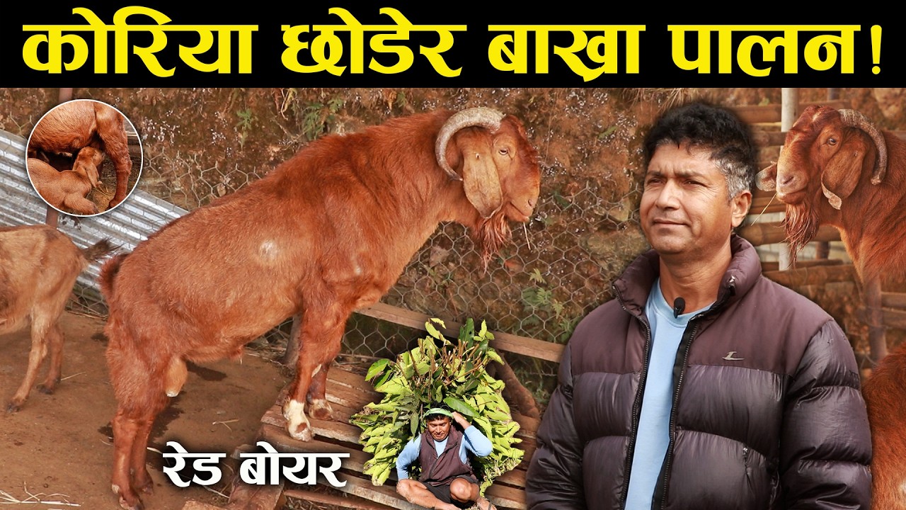 रेड बोयर बाख्रा पाल्न कोरिया छोडेका ओम - Om, who left Korea to raise Red Boer goats.