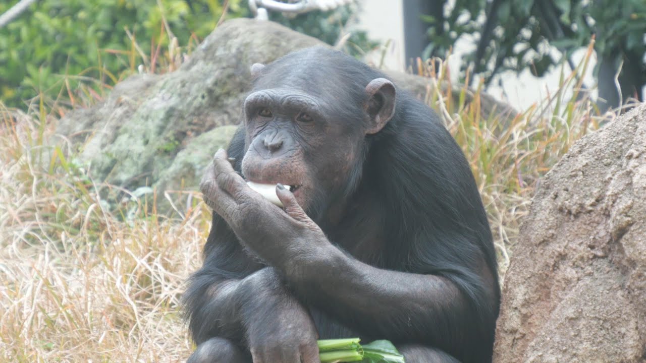 ラルゴに似てきたイチローのおやつの時間　平川動物公園　チンパンジー　202601