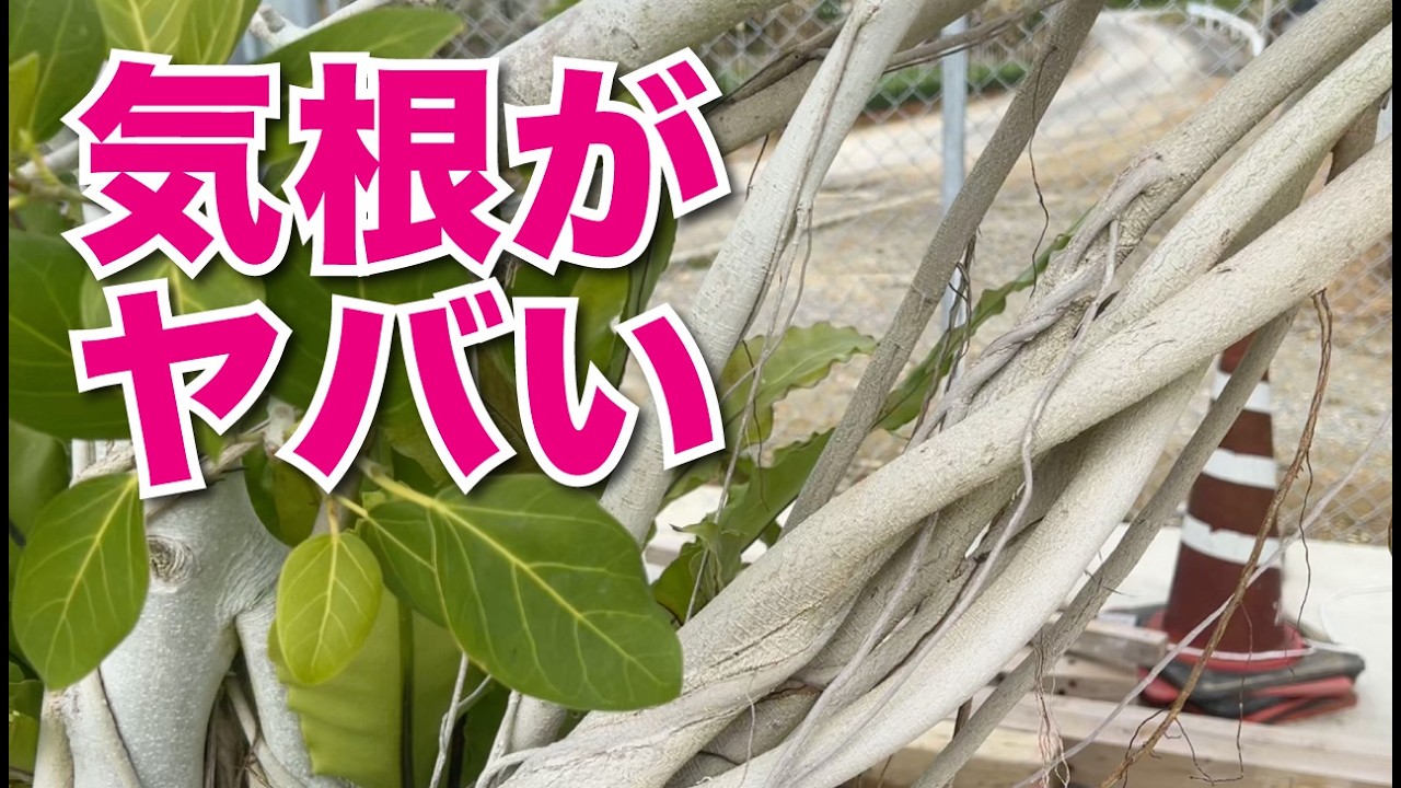 気根がヤバイ！ベンガレンシス【観葉植物】