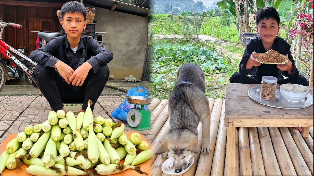 Nam harvests corn to sell and makes a delicious dish of grilled, crushed dried fish