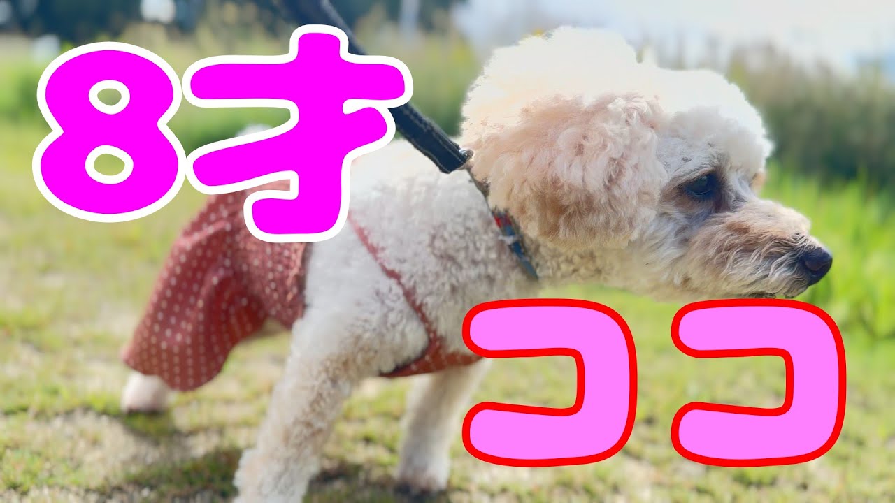 アルプラザの一石二鳥公園