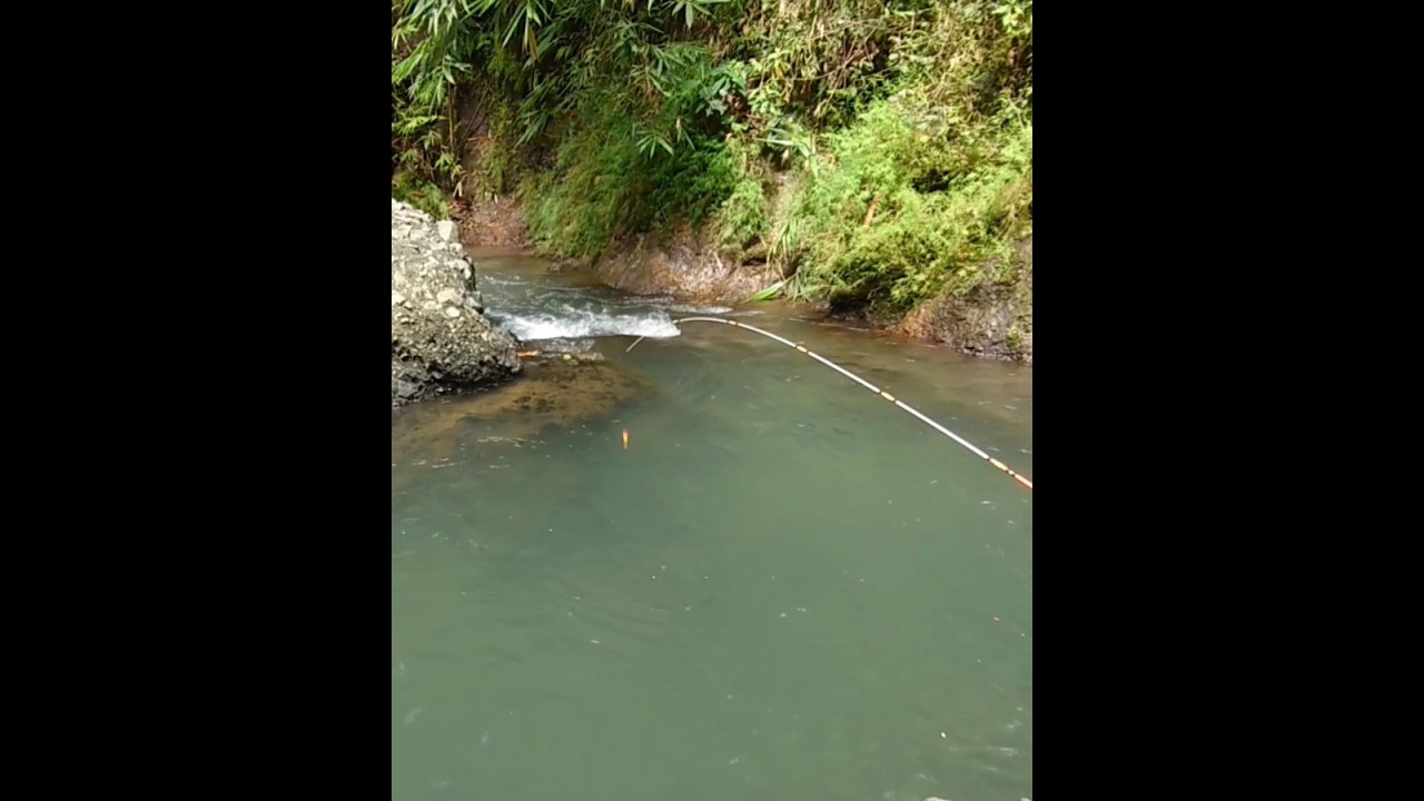 Mancing Ikan Wader Pari di arus deras #waderan #microfishing #mancingwader