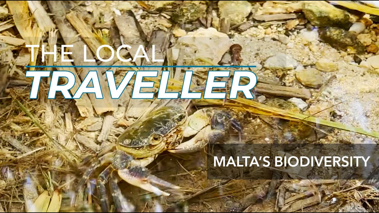 Biodiversity at Chadwick Lakes | EP: 21, part 2 | The Local Traveller with Clare Agius | Malta