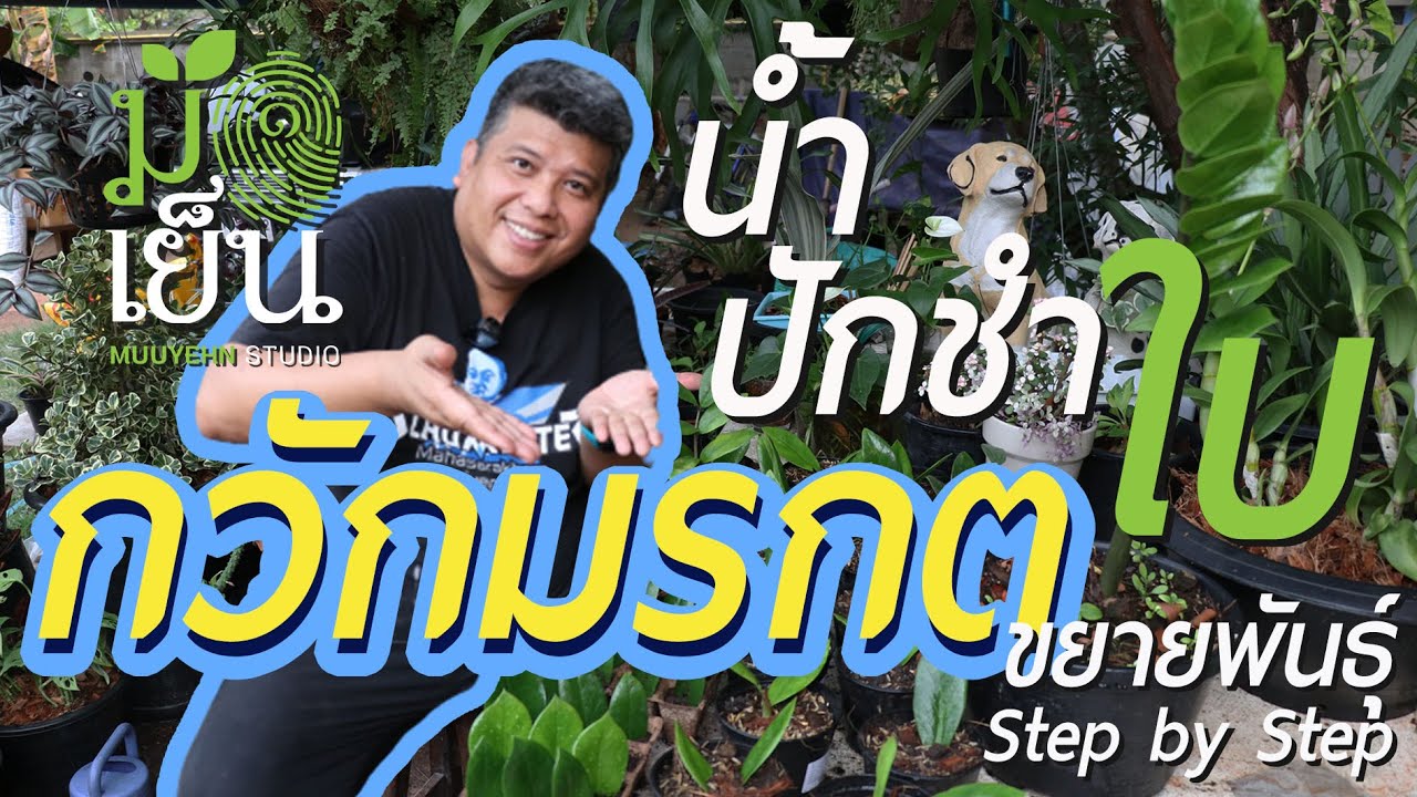 กวักมรกต ปักชำใบให้ออกราก ปักชำน้ำรากก็งอกนะ