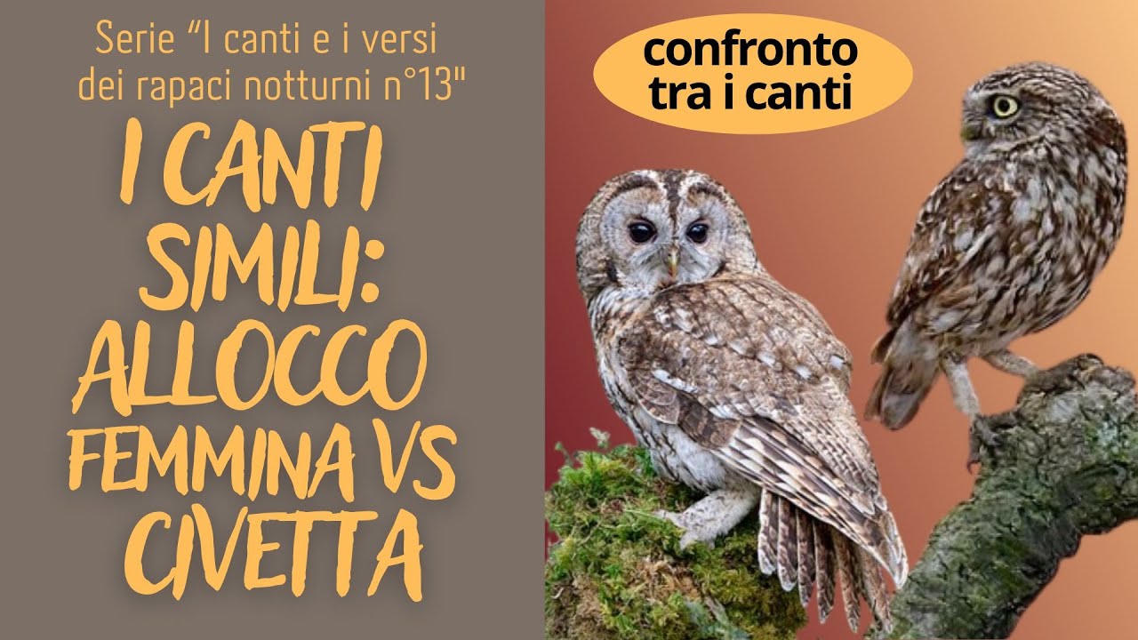 I canti simili: Allocco femmina vs Civetta  Serie i canti e i versi dei rapaci notturni n°13