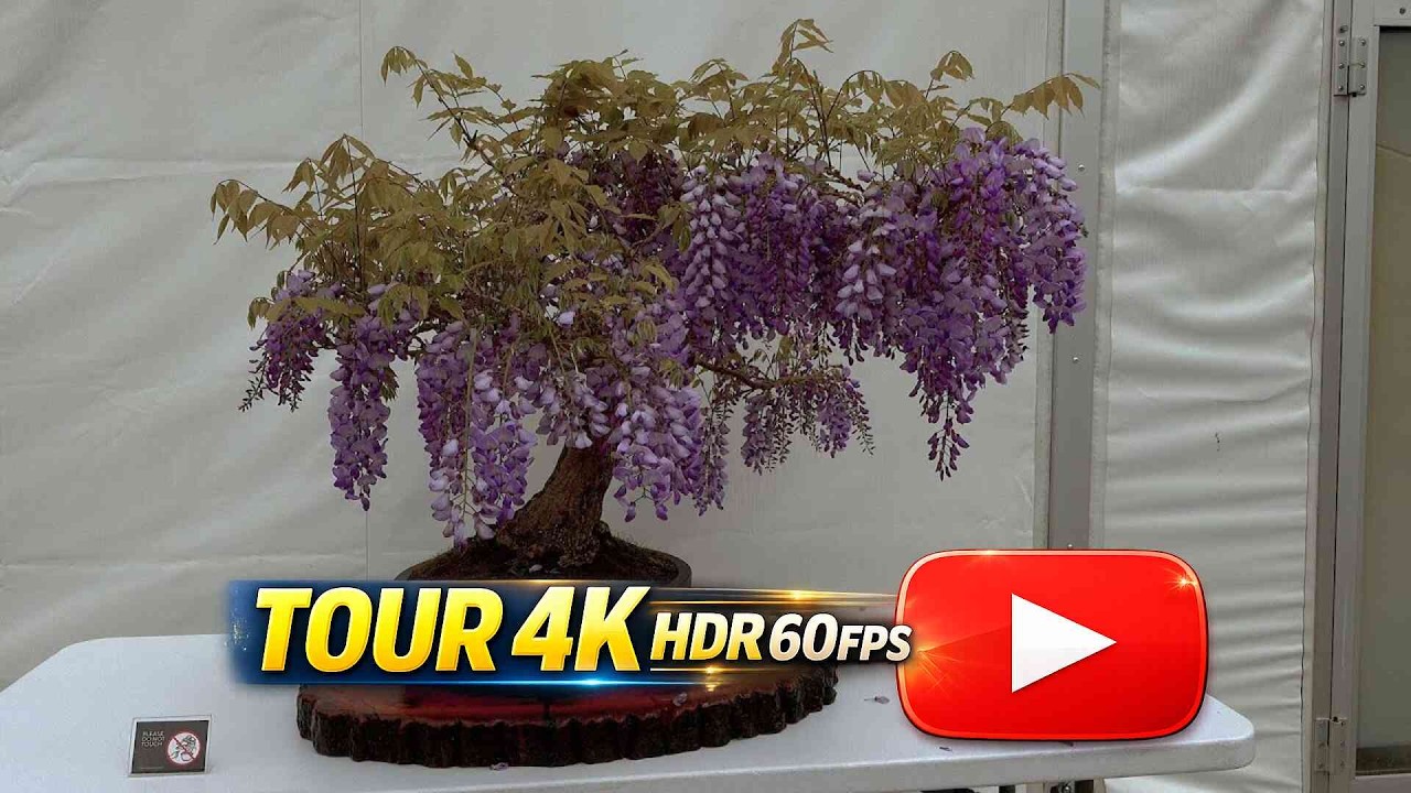 🌳 Bonsai Exhibition & Sale at Toronto Zoo | Victoria Day Weekend 2024 🌷🌹 (4K HDR)