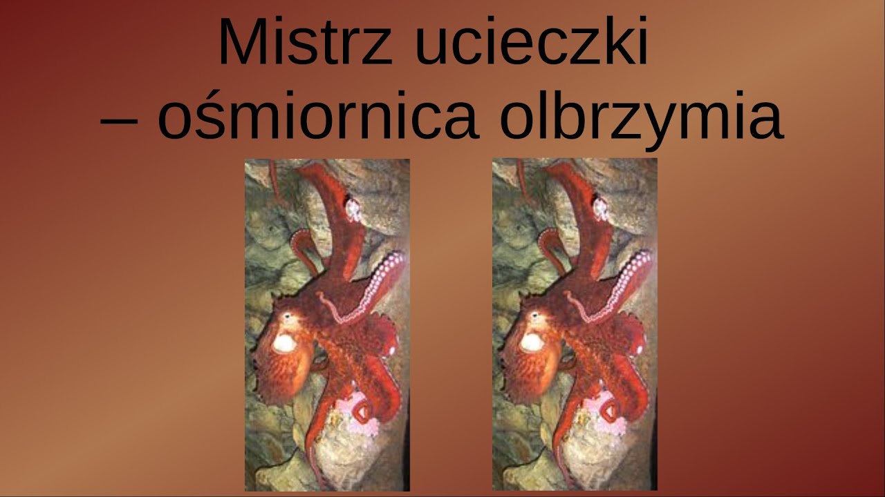 Mistrz ucieczki - ośmiornica olbrzymia. Zwierzęcy geniusze || Pakukla
