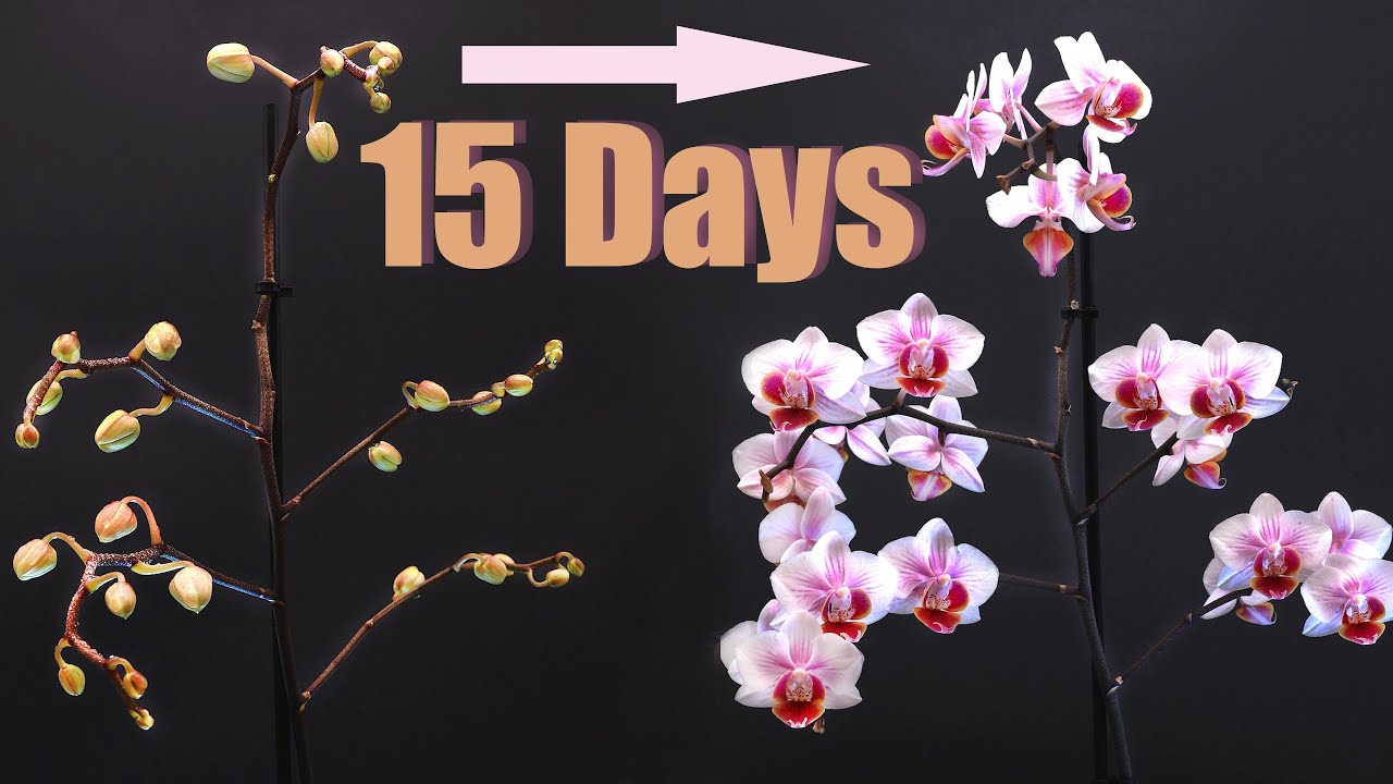 Orchid Blooming ( 15 Days Time-Lapse )