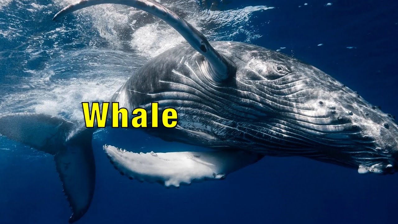 Best Synthwave & Electro EDM Freestyle 🎶 | Whale 🐳 Discover New Music