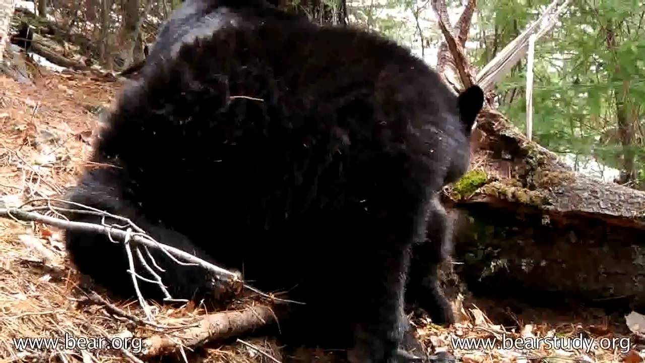 Lily the Black Bear, Hope and Faith - April 20, 2011
