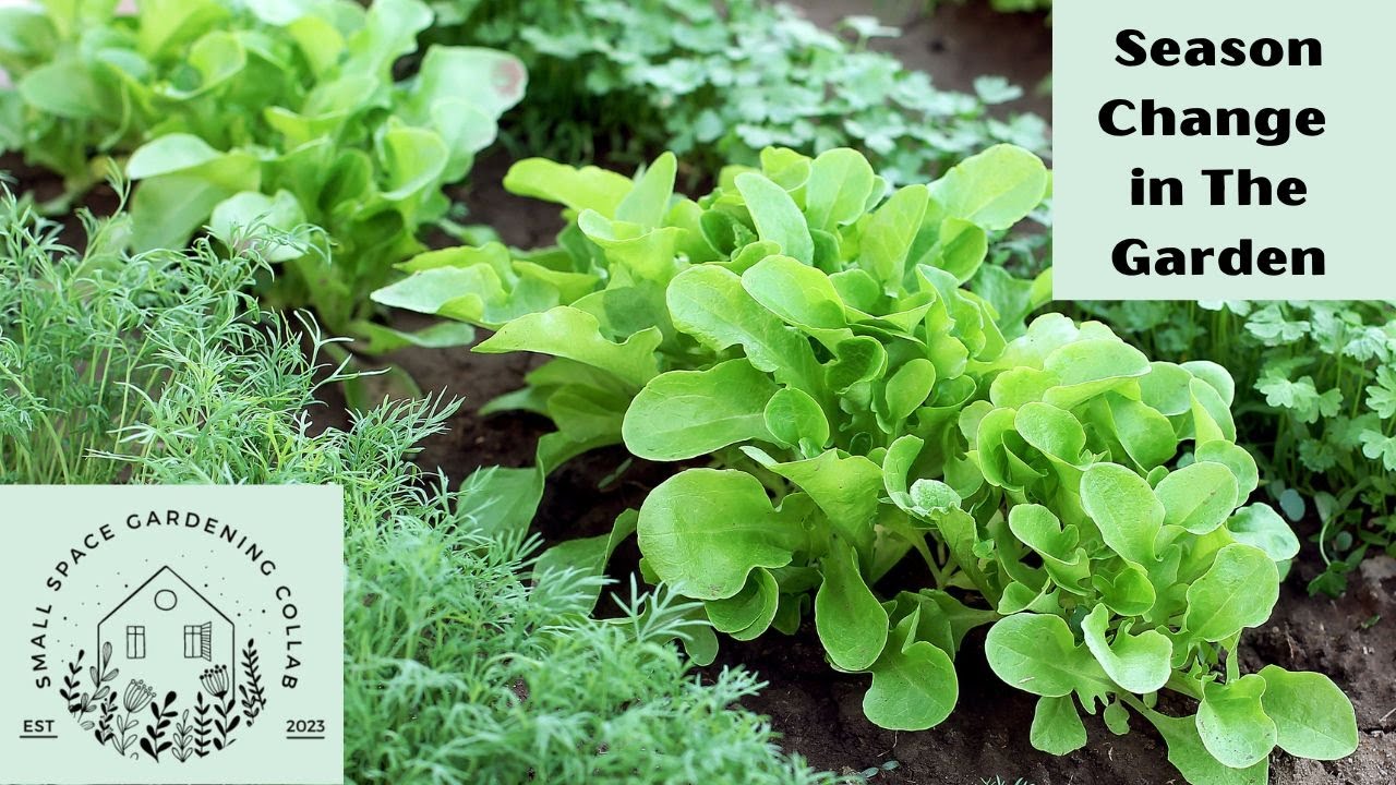 How to Manage Season Changes | Small Space Gardening Collaboration