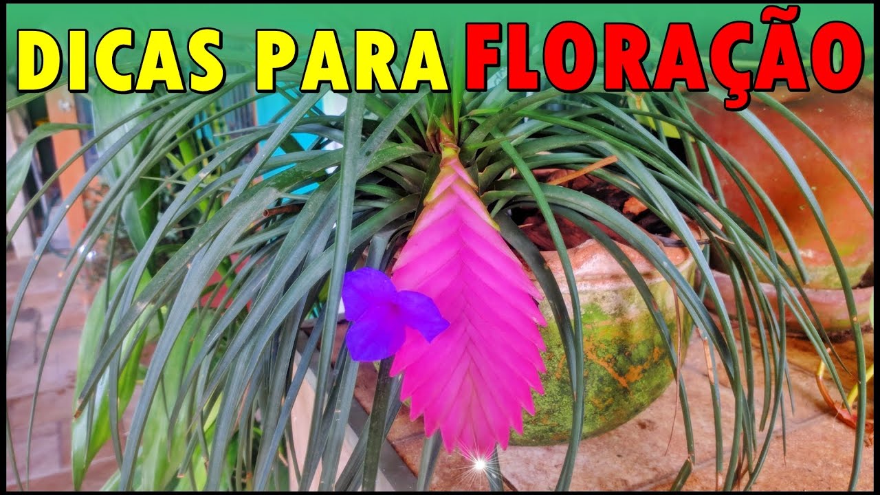 3 DICAS PARA FAZER SUA TILANDSIA FLORIR
