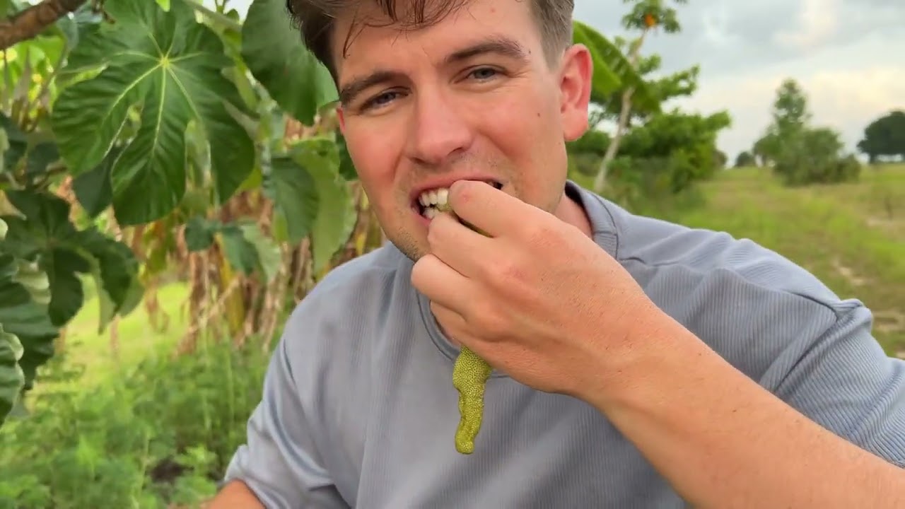 Gummy Worm Fruit / Cecropia Taste test update